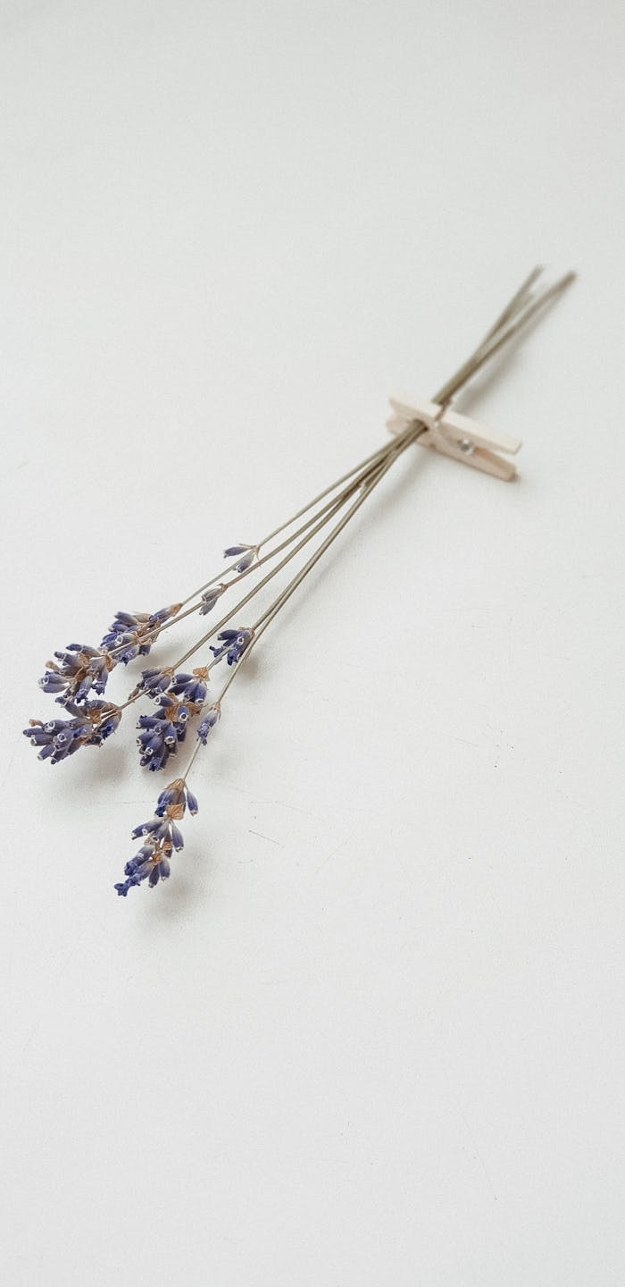 services-02 Elegant dried lavender stems laid on a white background for a minimalist look.